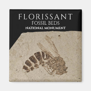 Aimant Wasp Fossil Florissant Fossil Lits Fossil National