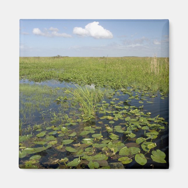 Aimant Water lilis and sawgrass en Floride everglades (Devant)