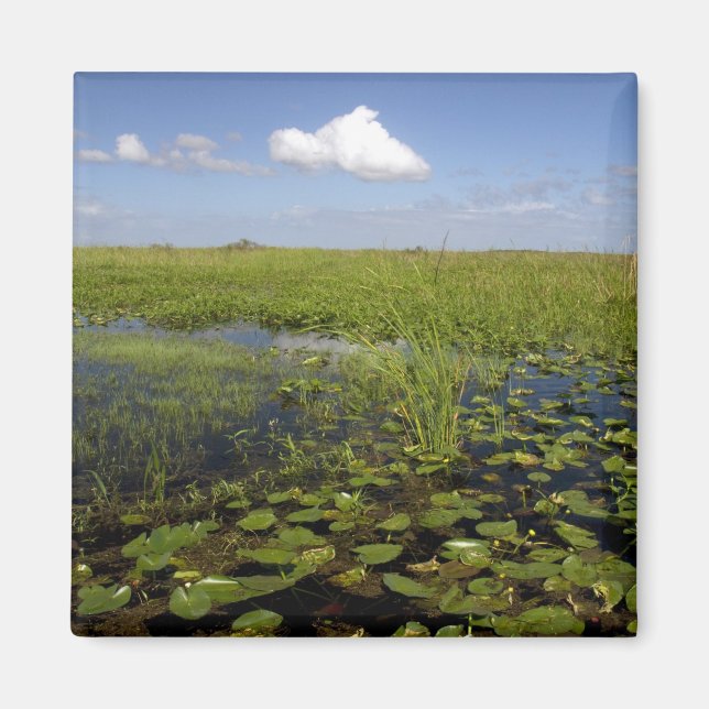 Aimant Water lilis and sawgrass en Floride everglades (Devant)