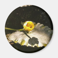 WaterLilly