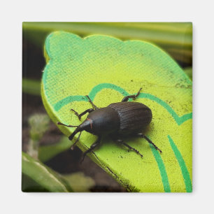 Aimant Weharm, Beetles, Curculionoidea, Bug