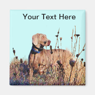 Aimant Weimaraner recherchent dessus