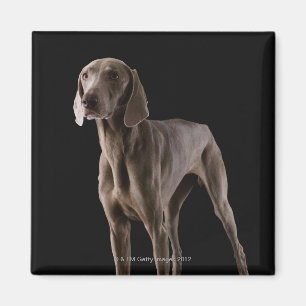 Aimant Weimaraner, tir de studio