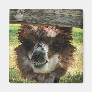 Aimant Weird Alpaca