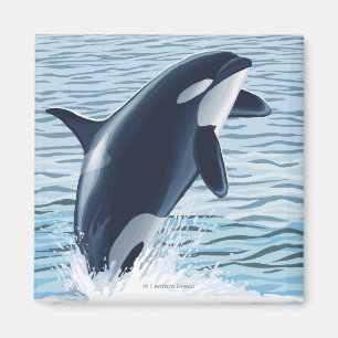 Aimant Whidbey Island, Washington Orca Jumping