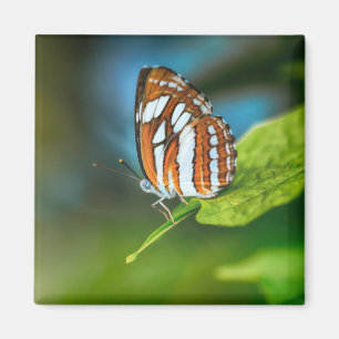 Aimant White and Orange Striped Butterfly