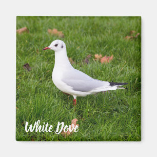 Aimant White Dove for bird and Pigeon lover cadeau