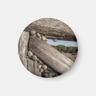 Aimant White garden snails (Theba pisana) estivating