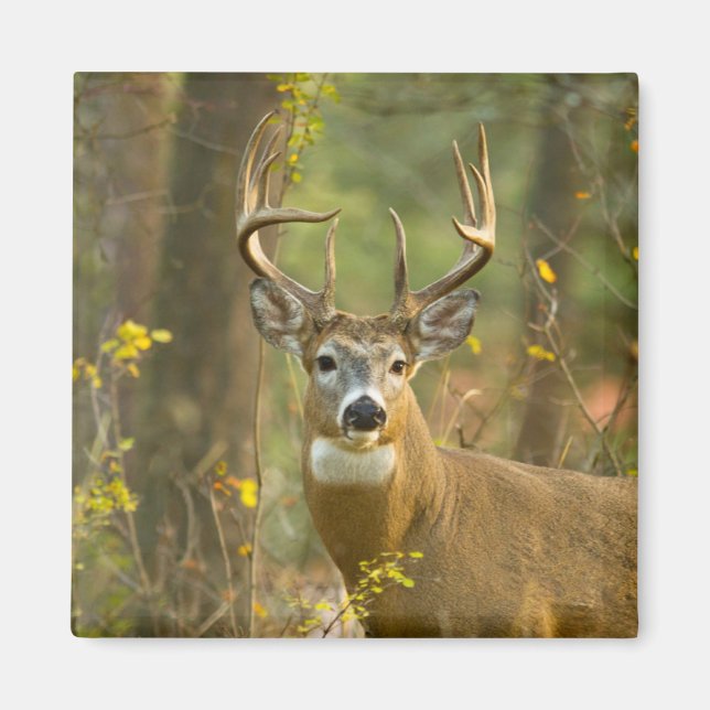 Aimant Whitetail Deer Buck | Corégone, Montana (Devant)