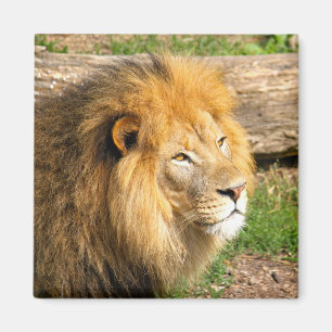 Aimant Wildlife African Lion Photo