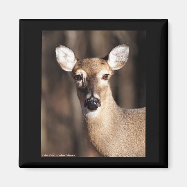 Aimant Wildlife Whitetail Deer Doe Portrait (Devant)