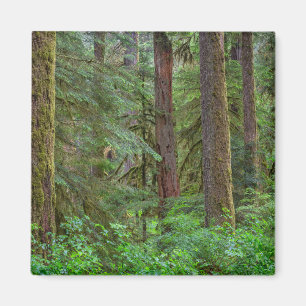 Aimant Willamette National Forest Oregon