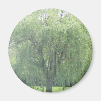 Aimant WIllow en larmes