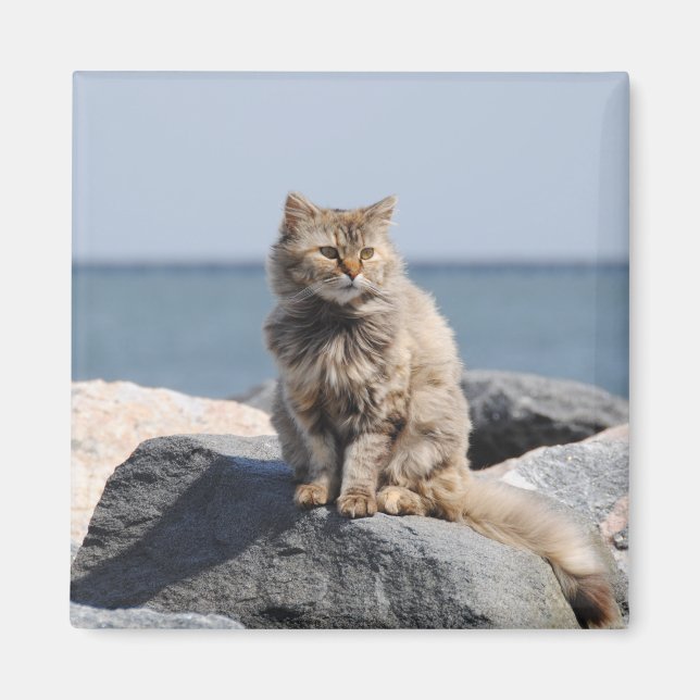 Aimant Windswept Cat by the Sea Cute Photo (Devant)
