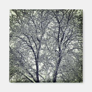 Aimant Winter Snow Tree Branches Photograph