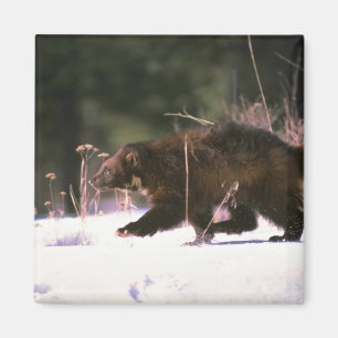 Aimant Wolverine fonctionnant par la neige
