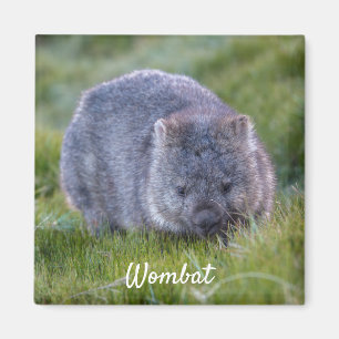 Aimant Wombat Tasmania Australie, mignonne photo d'animal