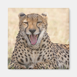 Aimant Yawning Cheetah