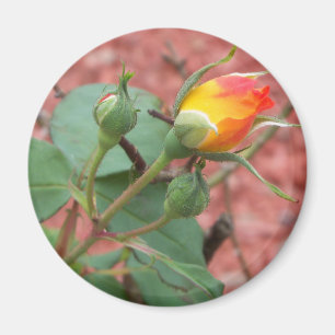 Aimant yellow and orange rose bud