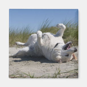 Aimant Yellow Labrador Retriever