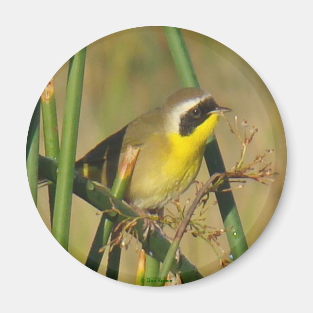 Aimant Yellowthroat (Devant)