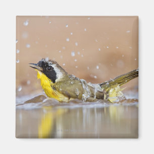 Aimant Yellowthroat commun se baignant