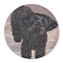 Yorkie Poo curieux