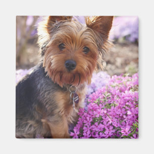 Aimant Yorkshire Terrier