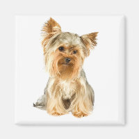 Yorkshire Terrier Chien Chien Chien Chien Chien Ch
