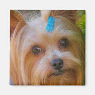 Aimant Yorkshire Terrier Yorkie race préférée