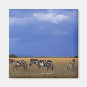 Aimant Zèbre 2 de Grant