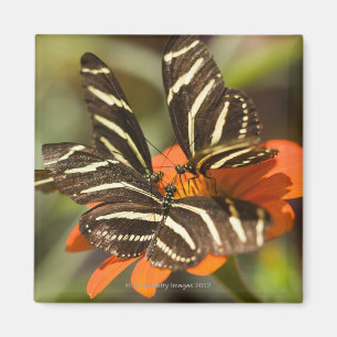 Aimant Zèbre Longwing (charitonia de heliconius) sur la
