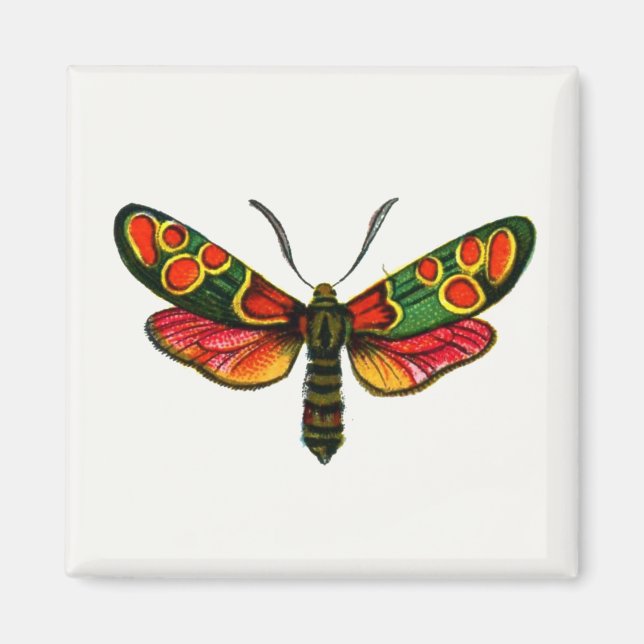 Aimant Zygaena carniolica - La teigne de Burnet Crepuscul (Devant)