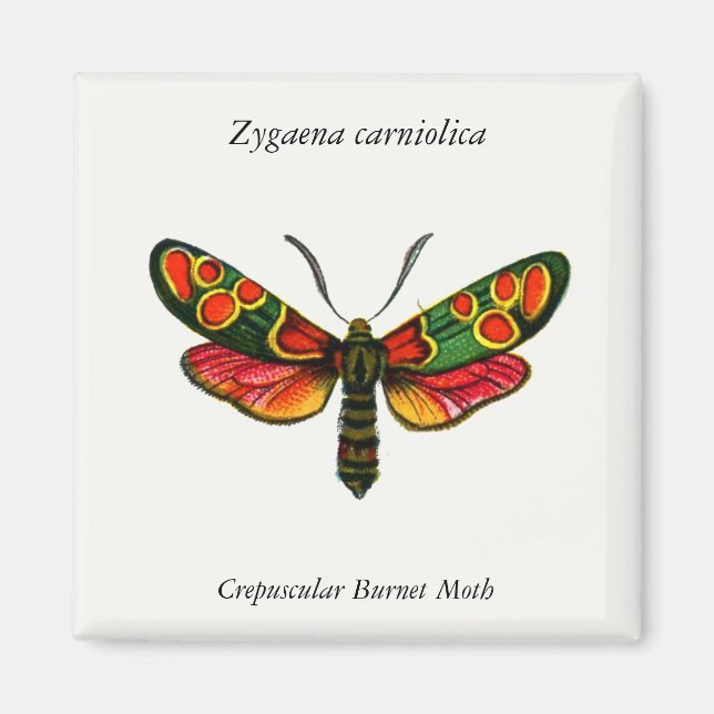 Aimant Zygaena carniolica - La teigne de Burnet Crepuscul (Devant)