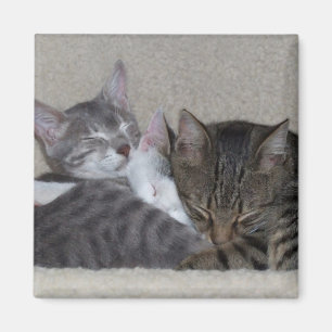 Aimants de réfrigérateur de chat