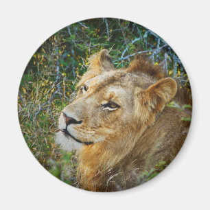 Aimants frigo pour lion mâle d'Afrique