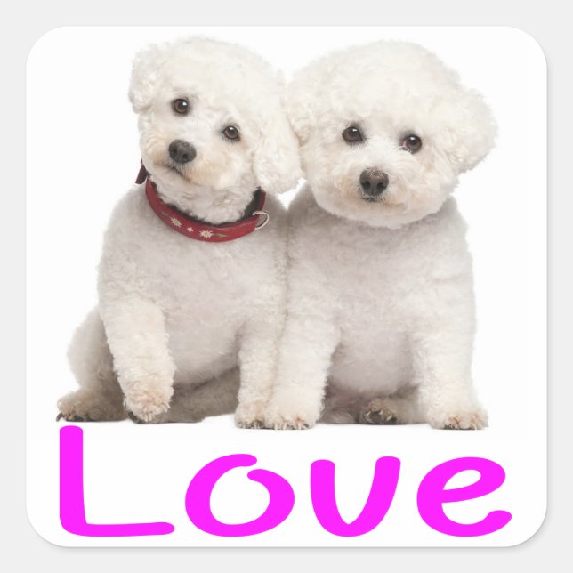 Aimer Bichon Blanc Frise Chien Chien Chien Sticker (Devant)