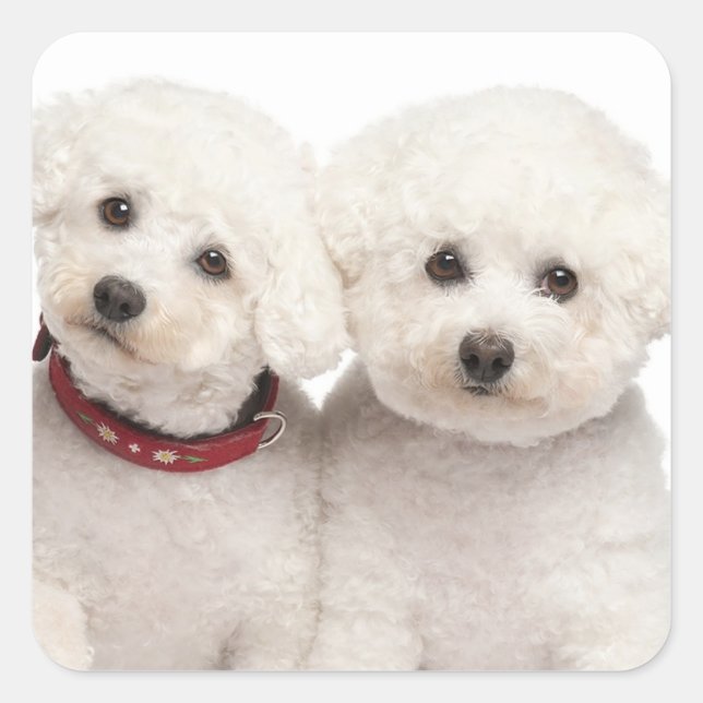 Aimer Bichon Blanc Frise Chien Chien Chien Sticker (Devant)