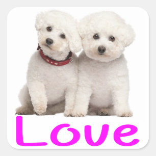 Aimer Bichon Frise Puppy Dog Stickers