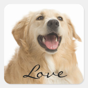Aimer Golden Retriever Puppy Dog Stickers