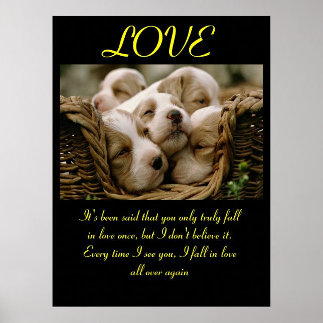 Aimer Posters Animal 5 (Devant)