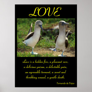 Aimer Posters Animal 7