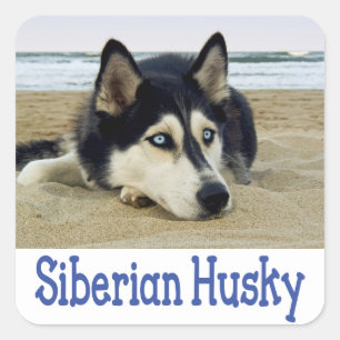 Aimer Sibérie Husky Chien Chien Chien Stickers de