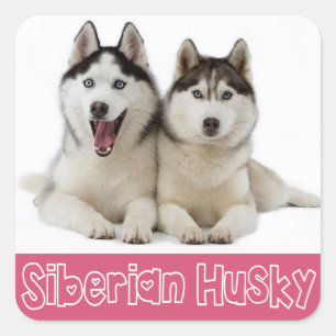Aimer Sibérie Husky Chien Chien Chien Stickers de
