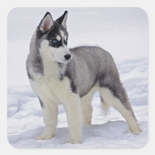 Aimer Sibérie Husky Chien Chien Chien Stickers de
