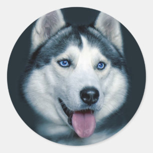 Aimer Sibérie Husky Chien Chien Chien Stickers de 