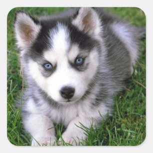 Aimer Sibérie Husky Chien Chien Chien Stickers de