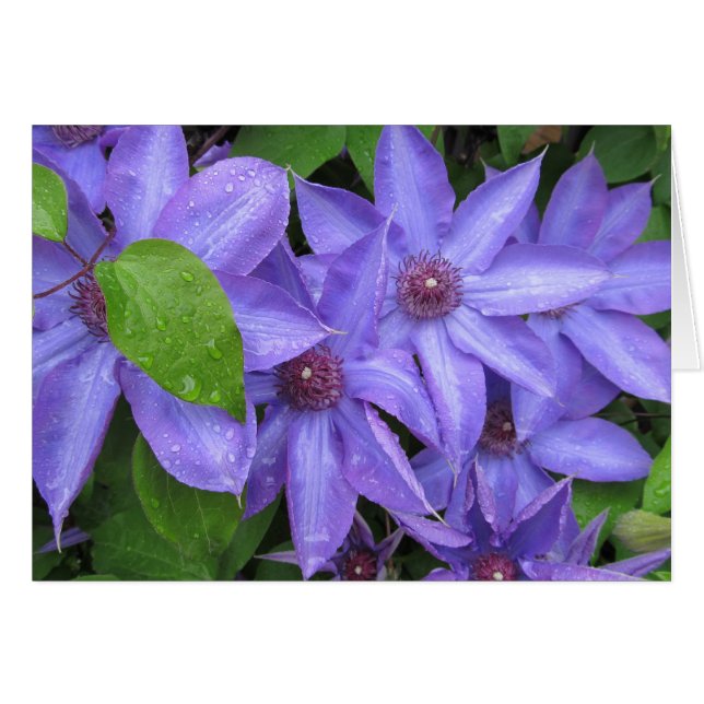 Aimez-moi bleu - série de TBD (Devant Horizontal)