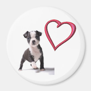 Aimez mon aimant de chiot de Boston