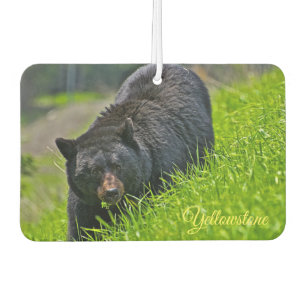 Air Freshner-Yellowstone Bear Air Freshener